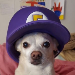 Meet your Posher, Dan